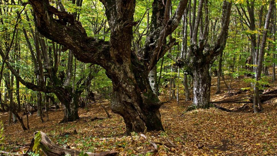Многоріччя з panoramio.com - Многоречье