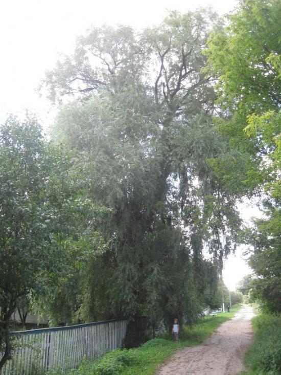 Дітинець з panoramio.com - Дітинець