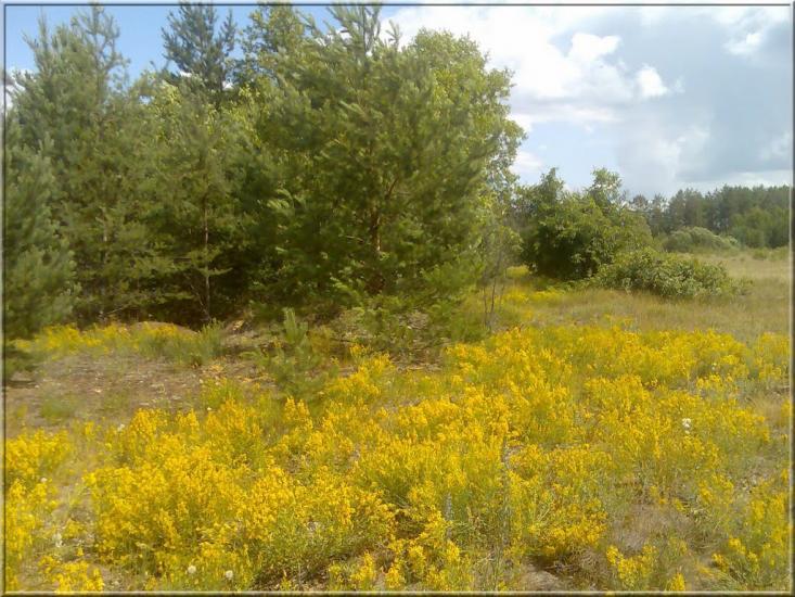 Кушкине з panoramio.com - Кушкино