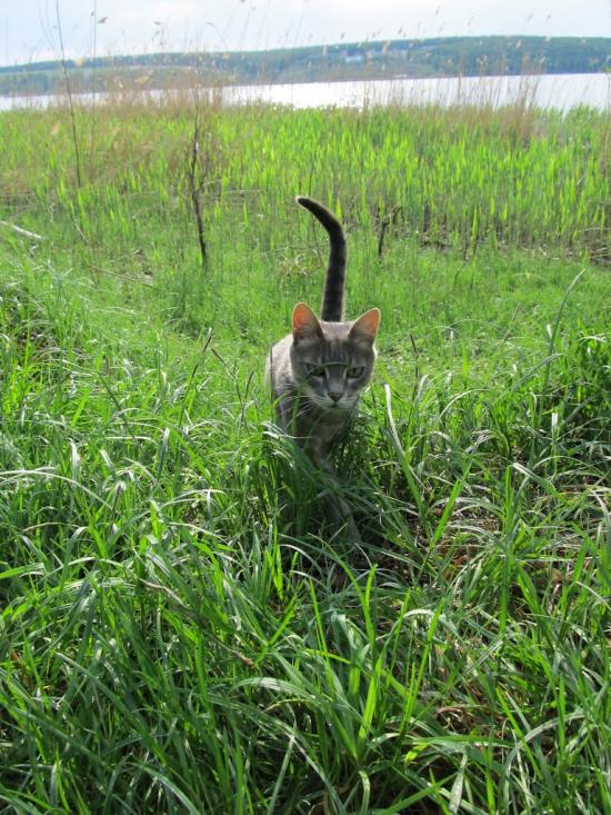 Липці з panoramio.com - Липцы
