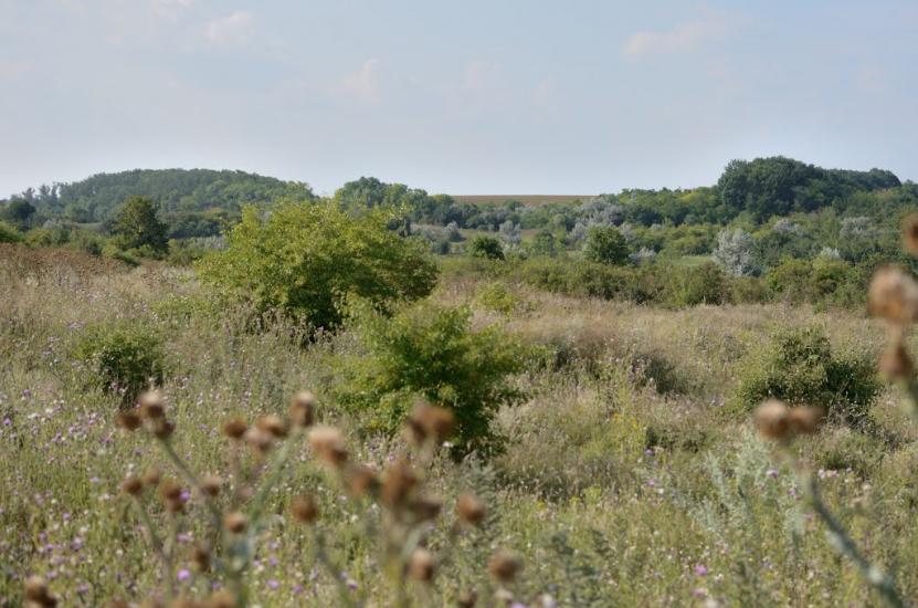 Новошевченкове з panoramio.com - Новошевченково
