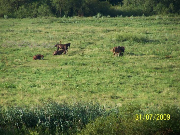 Зборів з panoramio.com - Зборів