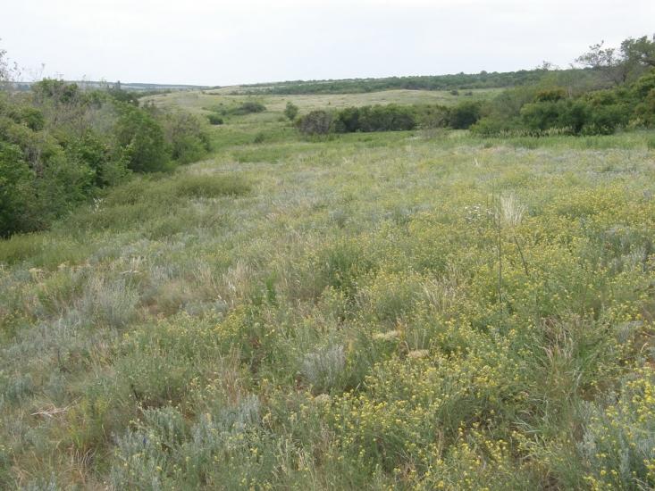 Новозванівка з panoramio.com - Новозвановка