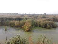 Березань з panoramio.com