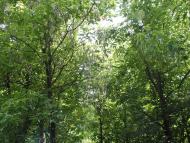 Остапенки з panoramio.com