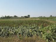 Нова з panoramio.com