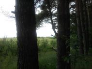 Березанка з panoramio.com