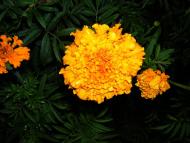 Мелені з panoramio.com