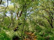 Велика Мартинівка з panoramio.com