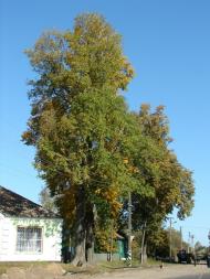 Авдіївка з panoramio.com