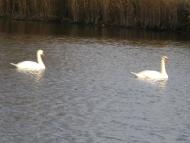 Березань з panoramio.com