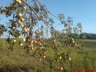 Новоборовиці з panoramio.com