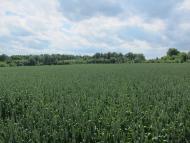 Селевинці з panoramio.com