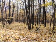 Горіхове з panoramio.com