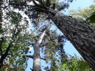 Роздольне з panoramio.com