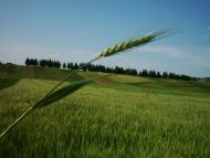 Бобрівники з panoramio.com