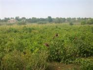 Баланини з panoramio.com