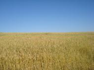 Маяківка з panoramio.com