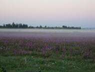 Поле, поле...