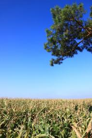 Яроповичі з panoramio.com