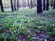 Смига з panoramio.com