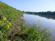 Вільховець з panoramio.com