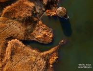 Кулиничі з panoramio.com