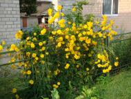 Велика Омеляна з panoramio.com