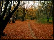 Бужанка - Останні фото