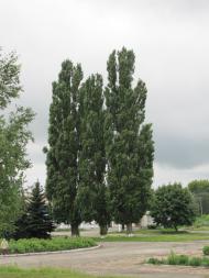 Зачепилівка з panoramio.com