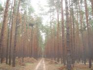 Кодра з panoramio.com