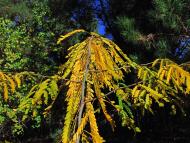 Твердомедове з panoramio.com