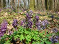 Будище - Последние фото