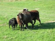 Підтемне з panoramio.com