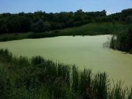 Криштопівка з panoramio.com