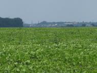 Григорівка з panoramio.com