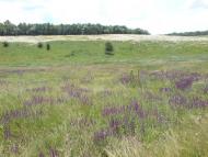 Сад з panoramio.com