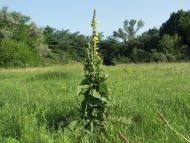 Боровиця з panoramio.com