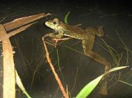 Вугляр з panoramio.com