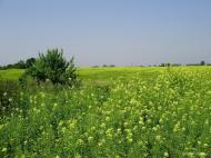 Хрипаличі з panoramio.com