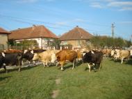 Фертешолмаш з panoramio.com