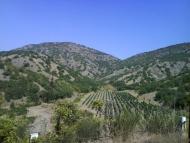 Ворон з panoramio.com