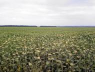 Мілова Балка з panoramio.com