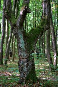 Дерно з panoramio.com