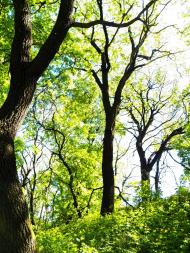 Велика Мартинівка з panoramio.com