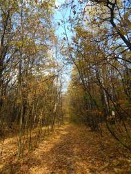 В'язове з panoramio.com