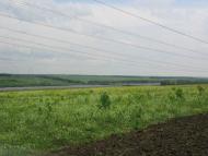 Панкратове з panoramio.com