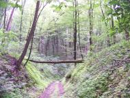 Будище з panoramio.com