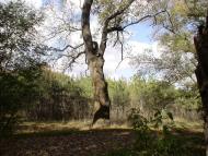 Роздольне з panoramio.com