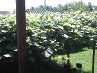 Мої спогади